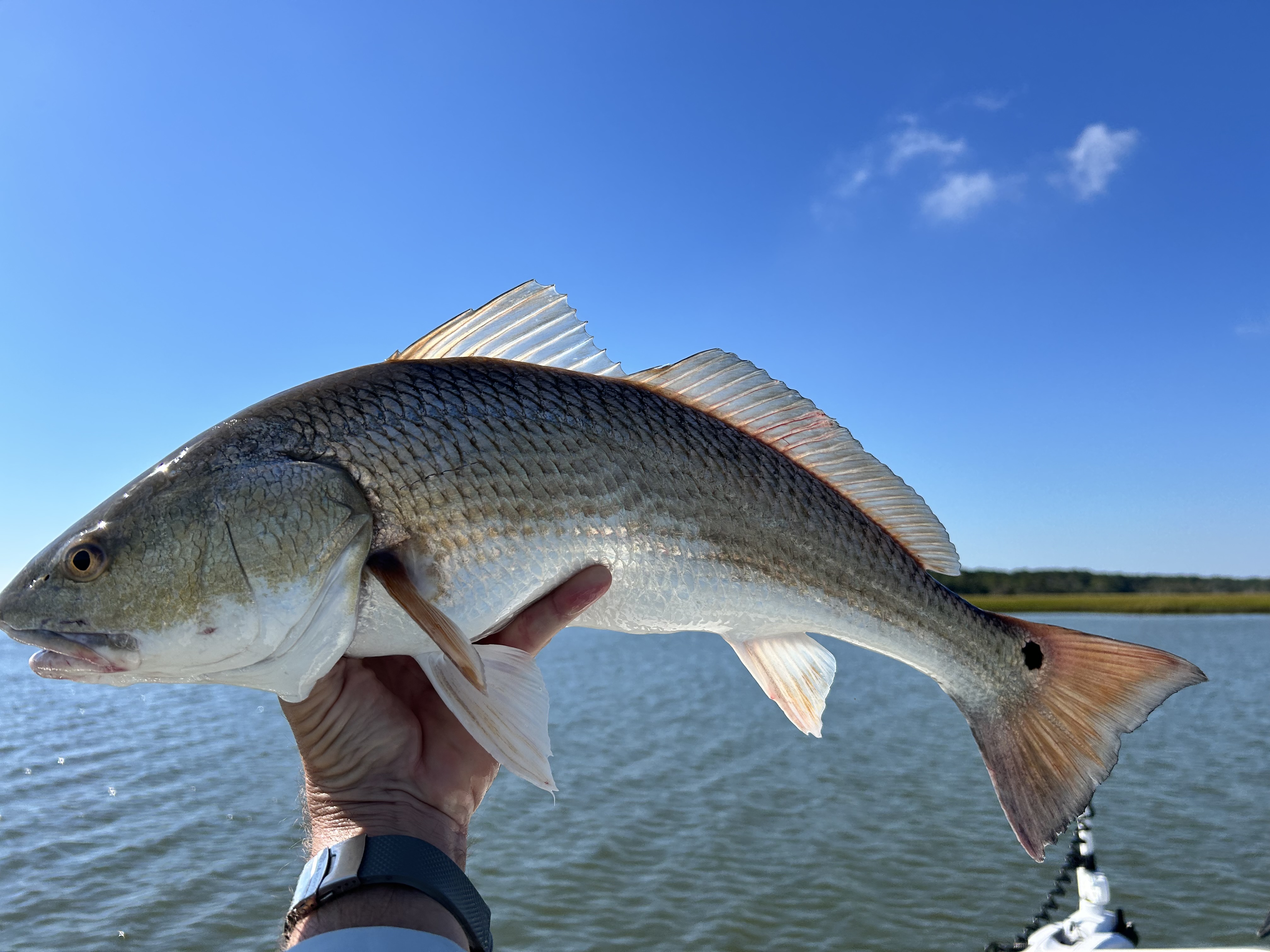 Redfish caught while fishing in SC