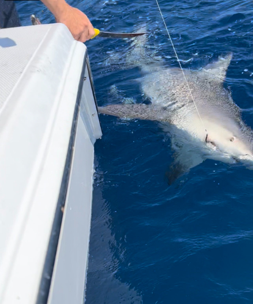 Marco Island offshore fishing charter boat with anglers catching grouper and snapper