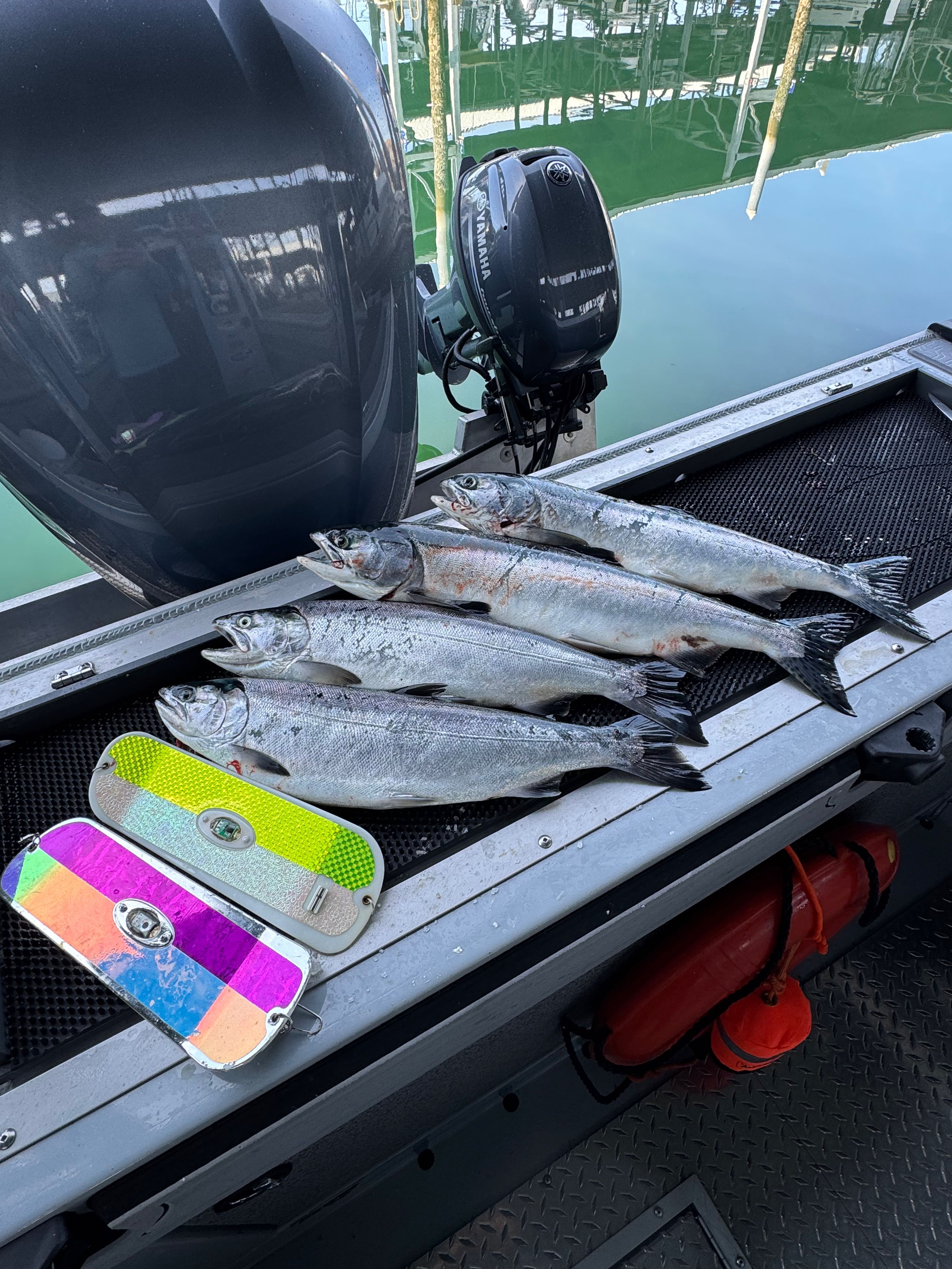 Four fresh caught salmon laid out on boat deck with colorful fishing lures in Edmonds WA