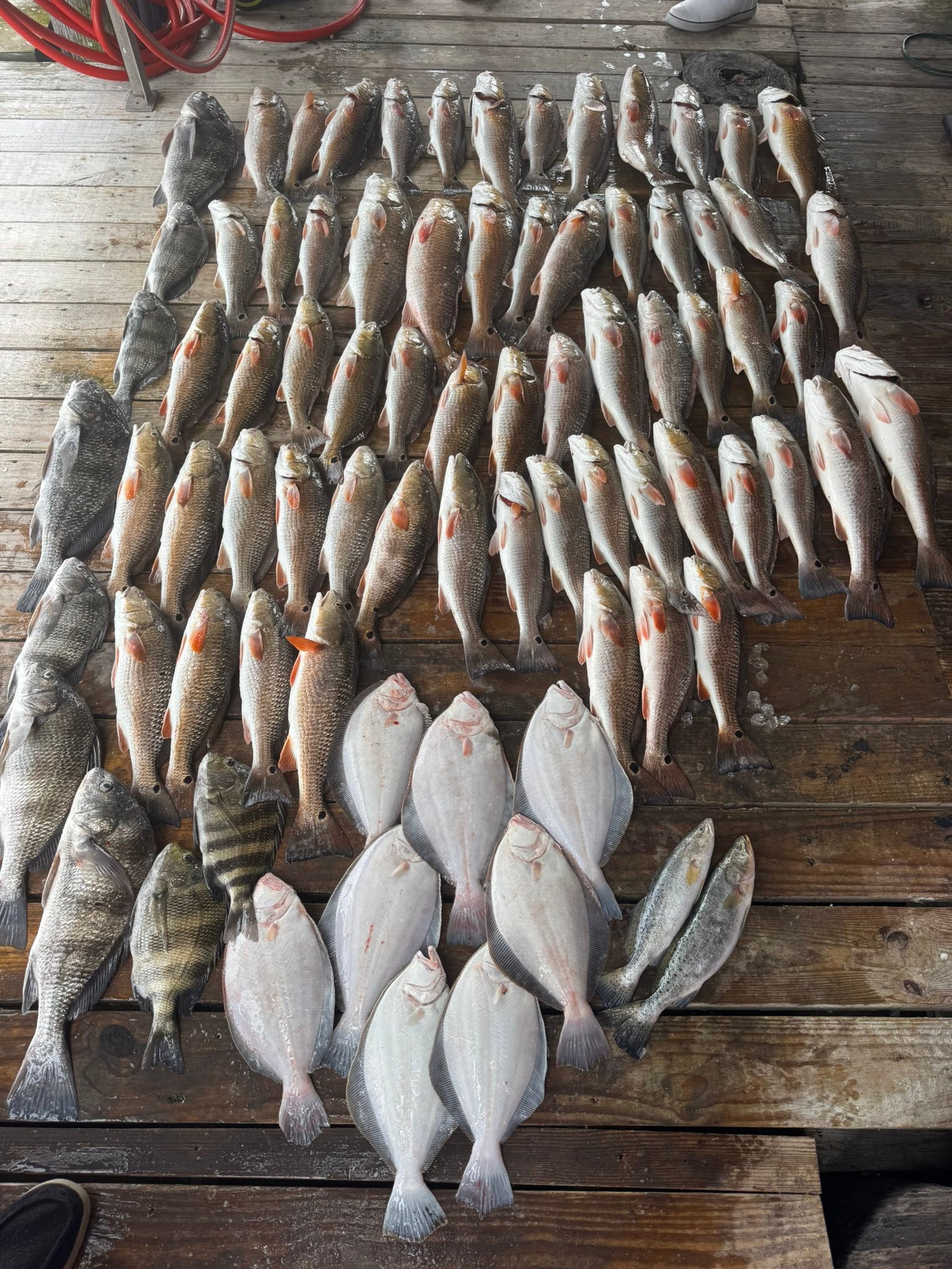 Large catch of black drum fish displayed on wooden dock in Lafitte Louisiana