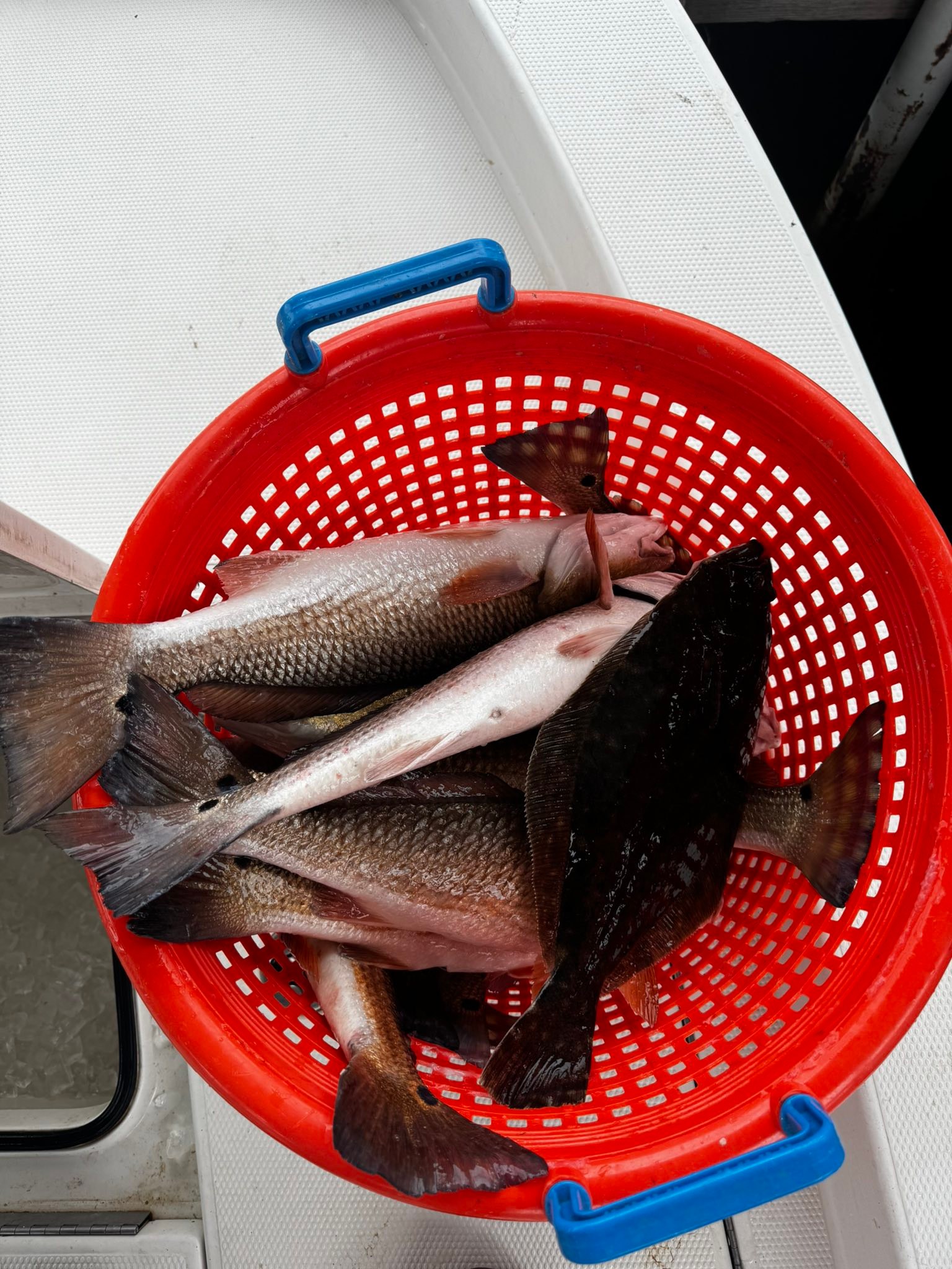 Fresh caught Summer Flounder and Redfish in red fishing basket in Lafitte LA