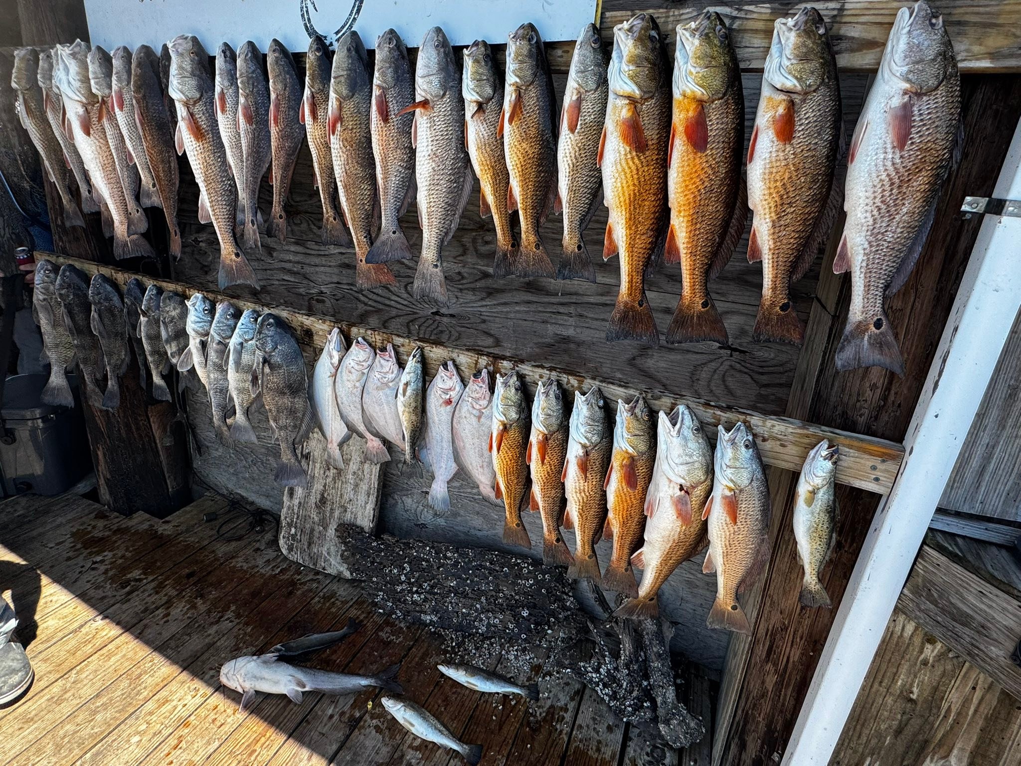 Fresh caught redfish and speckled trout hanging on wooden cleaning station in Lafitte Louisiana