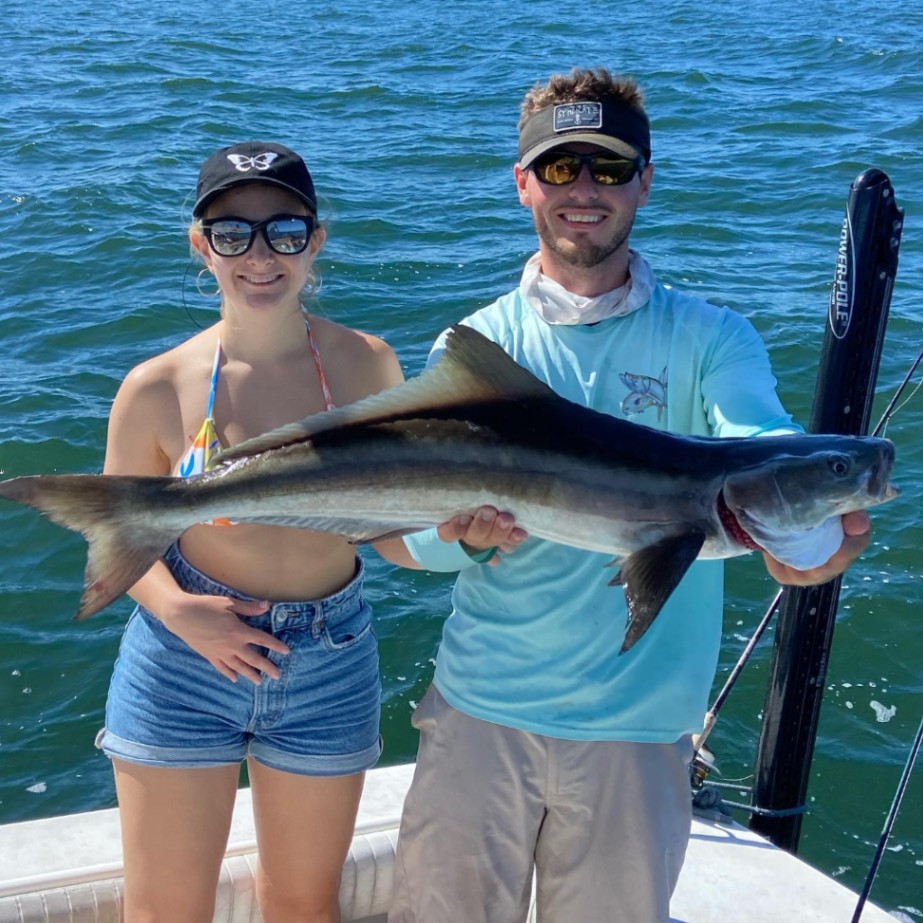 One cobia fish caught in Naples, Florida