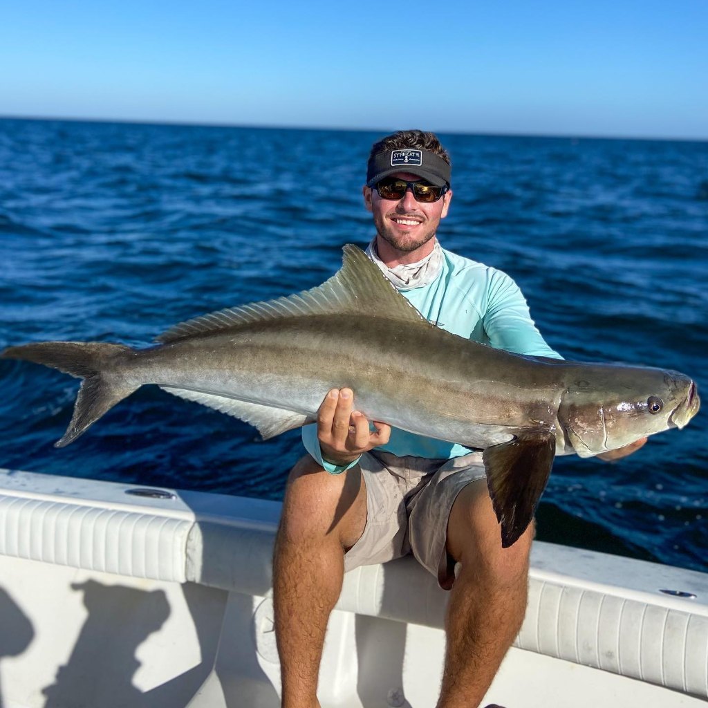 Cobia fish caught in FL
