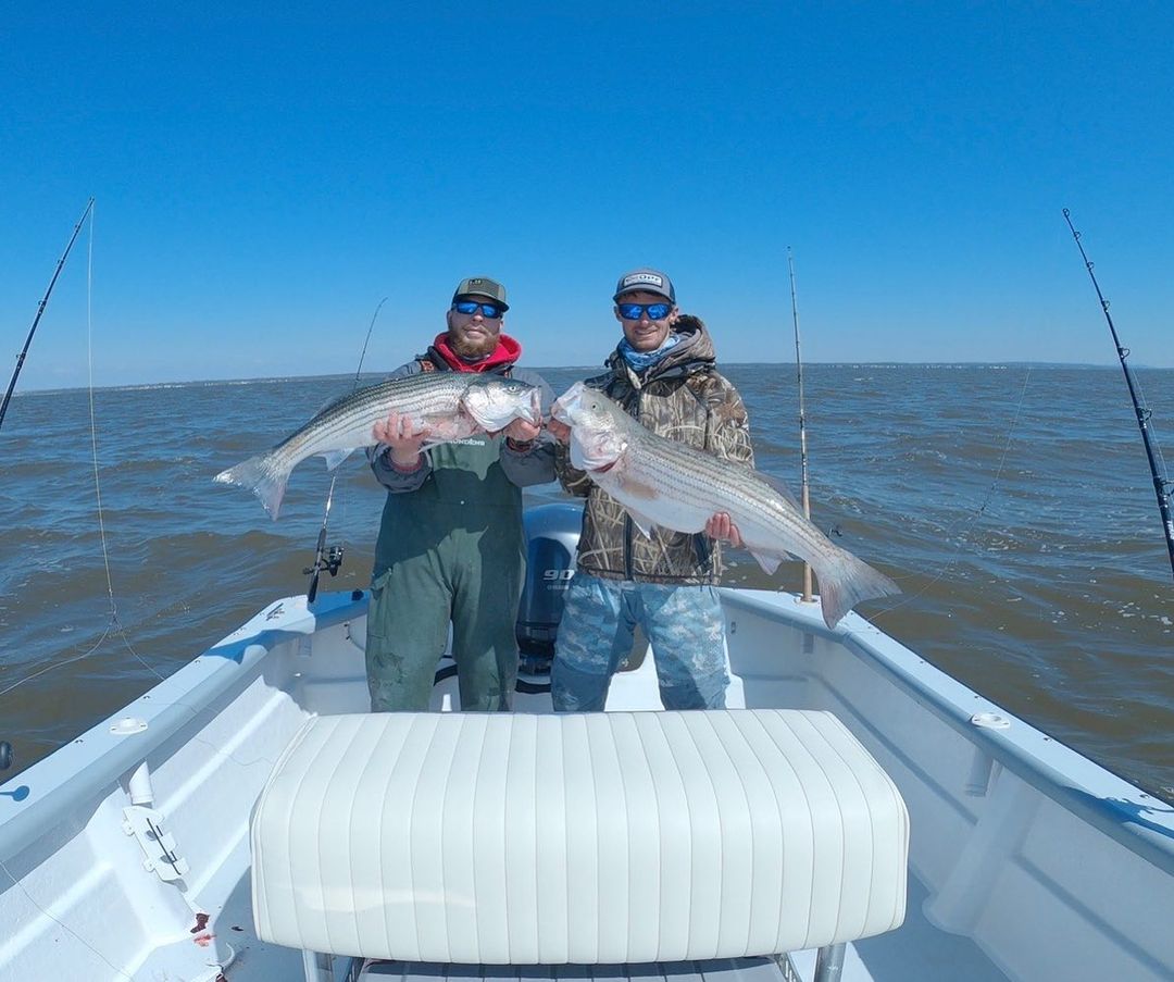 Two striped bass caught in Absecon