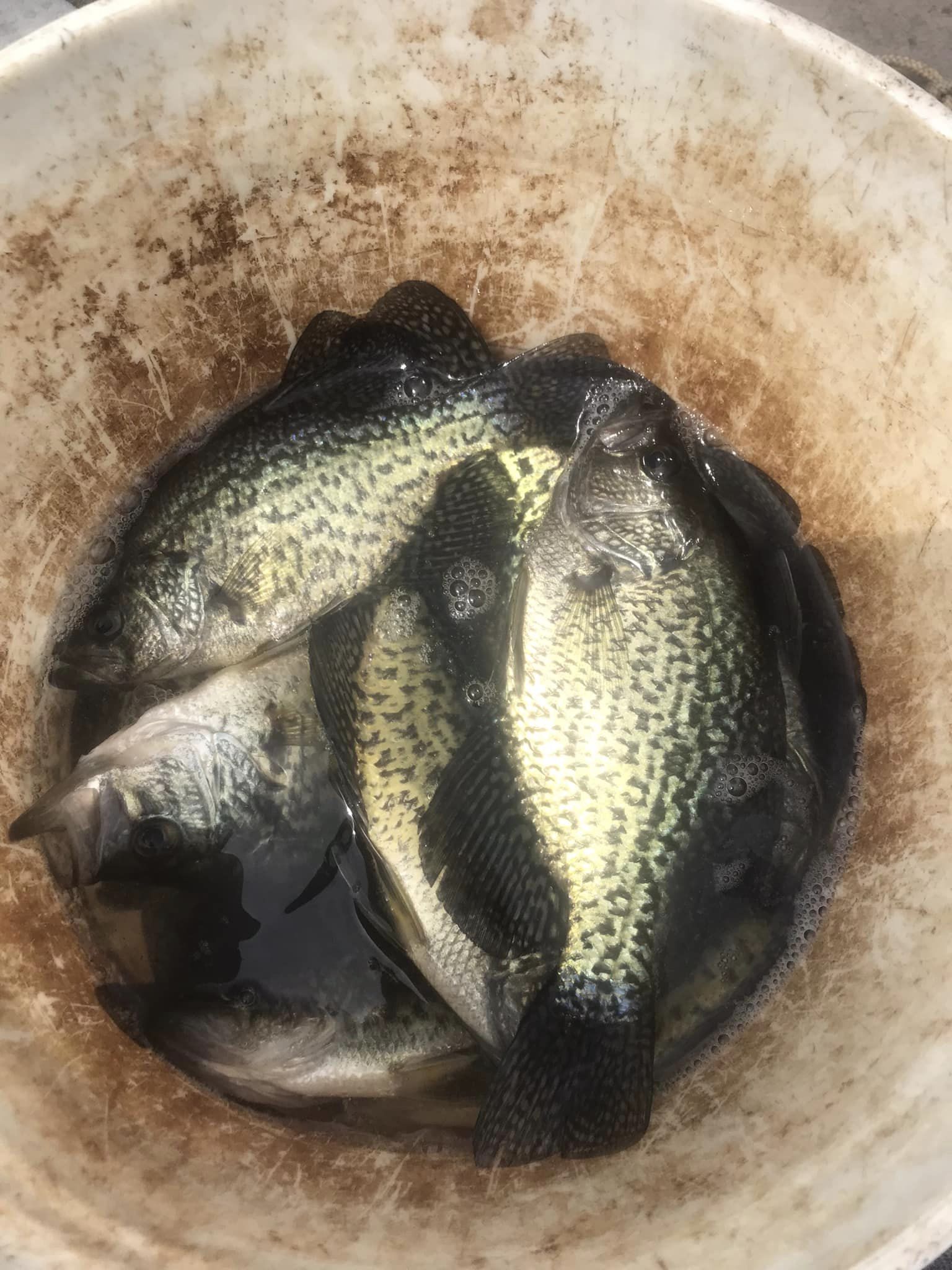 Two crappie fish caught in Indiana