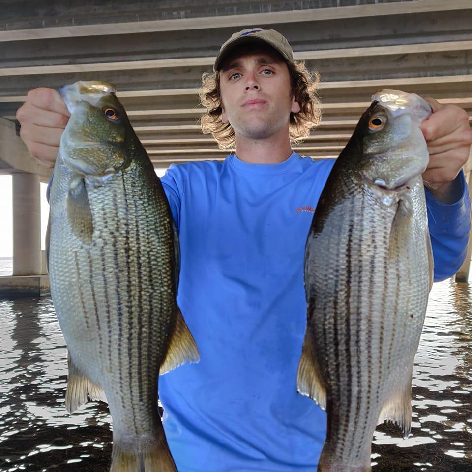 Two wiper (hybrid striped bass) and striped bass fish caught in FL