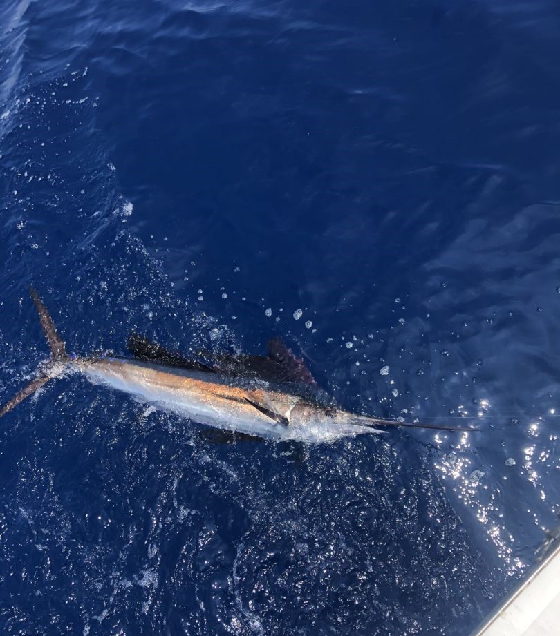 Swordfish caught in Nags Head while fishing