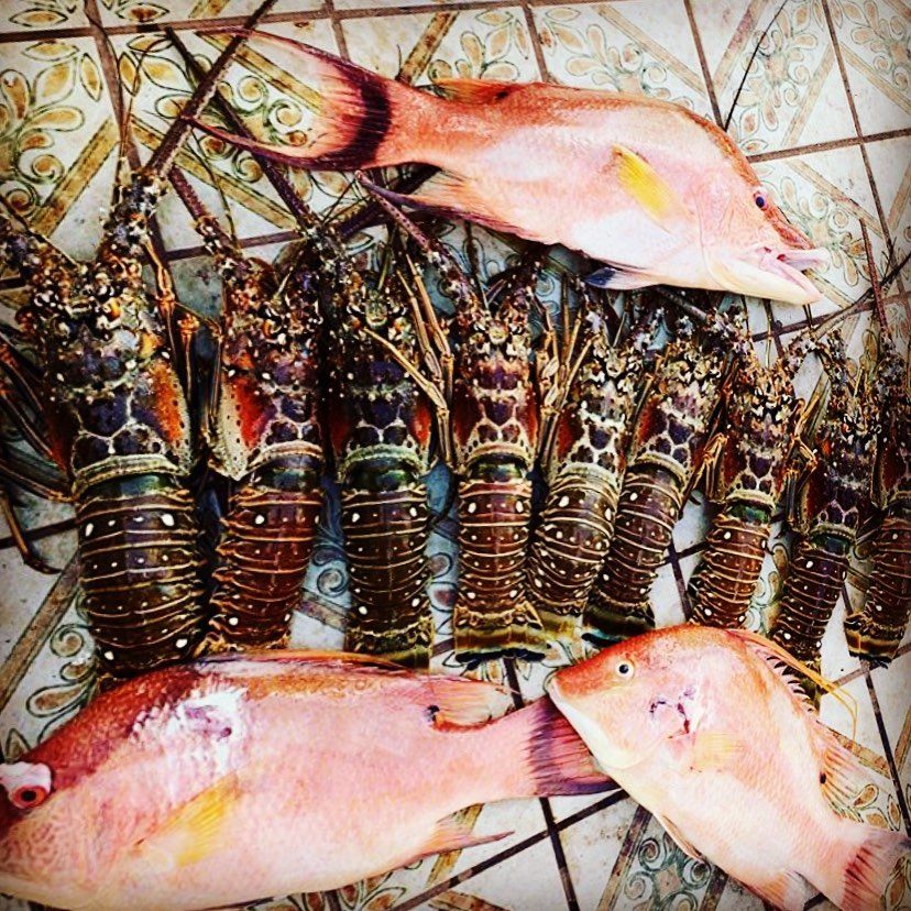 3 hogfish swimming in the FL waters