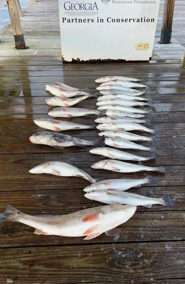 7 fish caught while fishing in GA