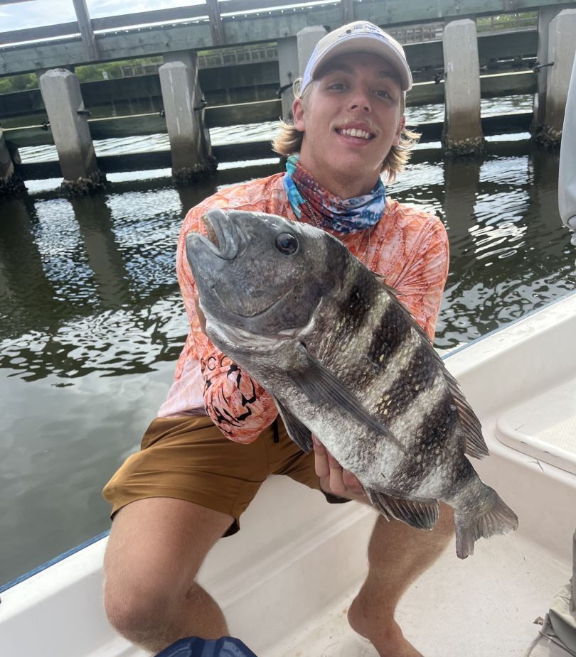 Sheepshead fish caught while fishing in Indian Shores FL