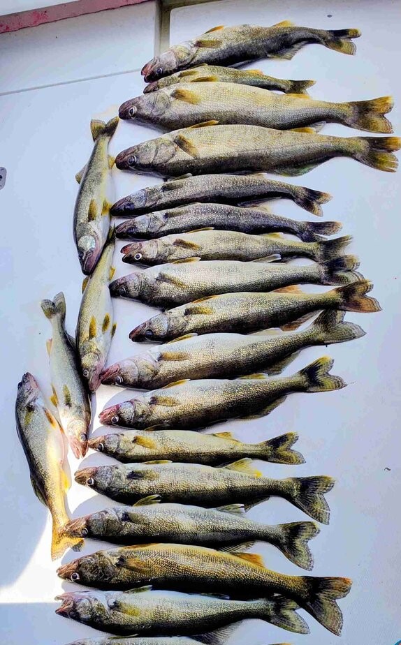 Fresh caught walleye and lake trout displayed on boat deck in Buffalo NY
