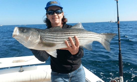 A large striped bass caught fishing in Wellfleet