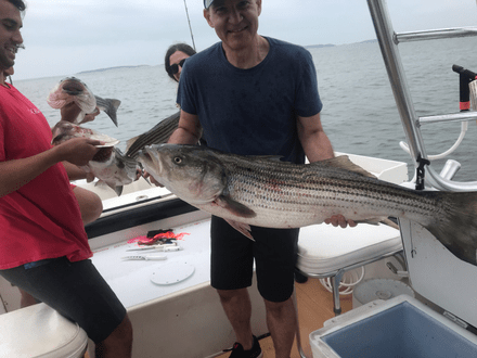 Striped bass caught in Wellfleet