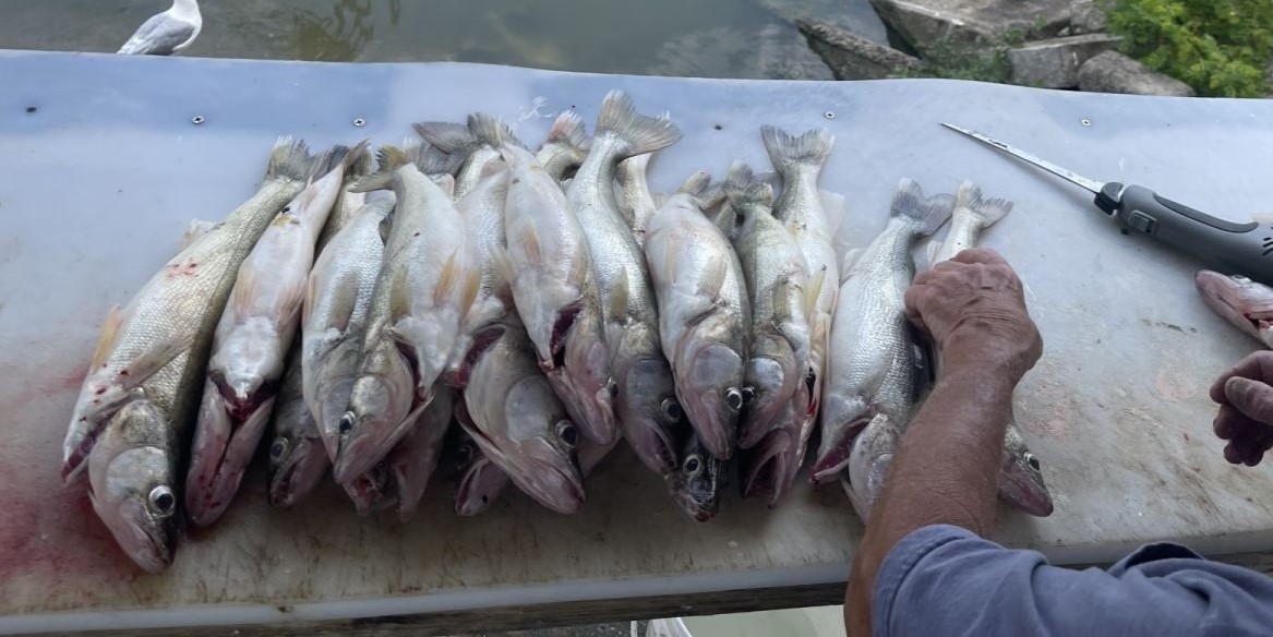 Perch Fishing Lake Erie | 7 Hour Yellow Perch  Fishing Trip