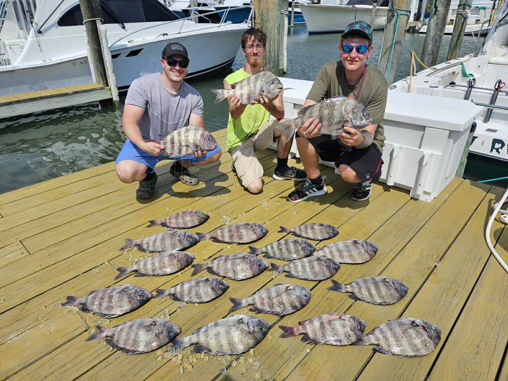 Three sheepshead fish caught while fishing in West Ocean City