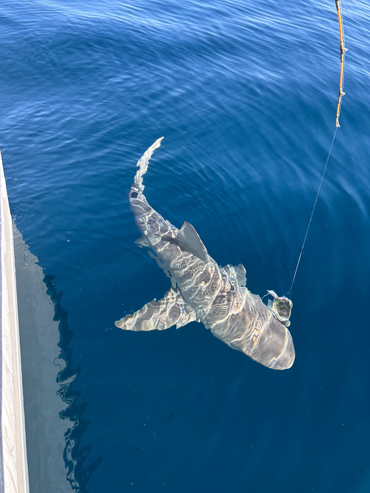 Lemon shark swimming near fishing boat in clear blue waters off Pensacola Beach FL