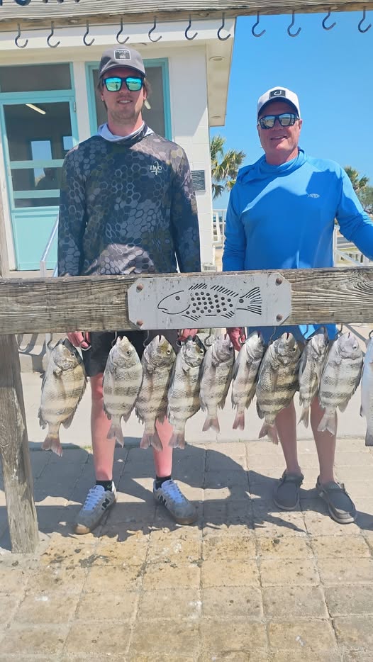 String of sheepshead fish displayed on wooden cleaning station in Port Aransas TX