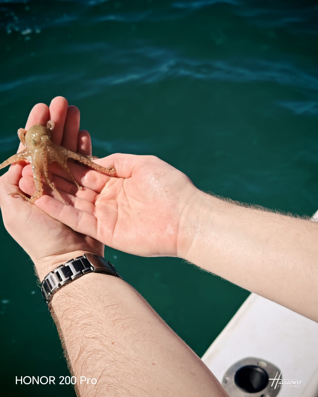 Small octopus held in cupped hands above green ocean water during fishing tour in Guanacaste