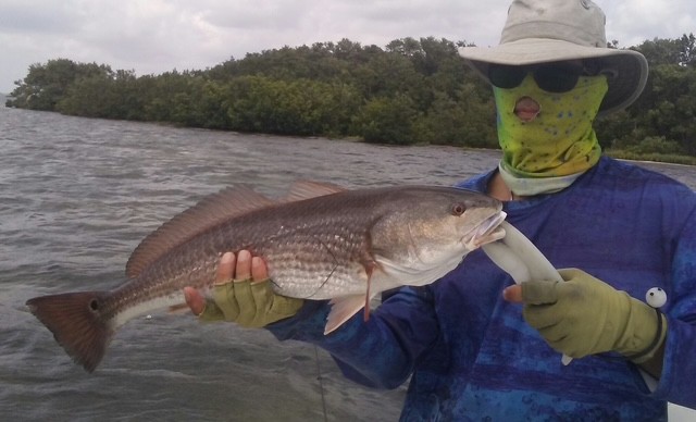 Redfish caught in Tampa FL waters with mangrove shoreline in background