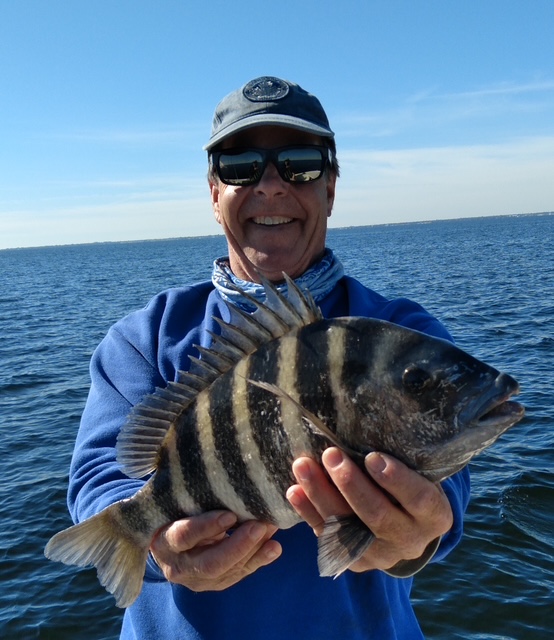 Freshly caught sheepshead fish held up on fishing boat in Tampa FL waters