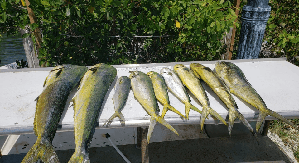 5 fish caught in Islamorada, fishing