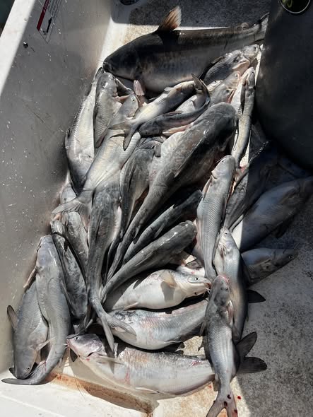 Fresh caught fish displayed on boat deck in Sand Springs OK