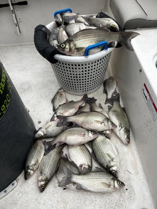 Fresh catch of white bass and white perch from Sand Springs OK fishing trip displayed in basket and on boat deck