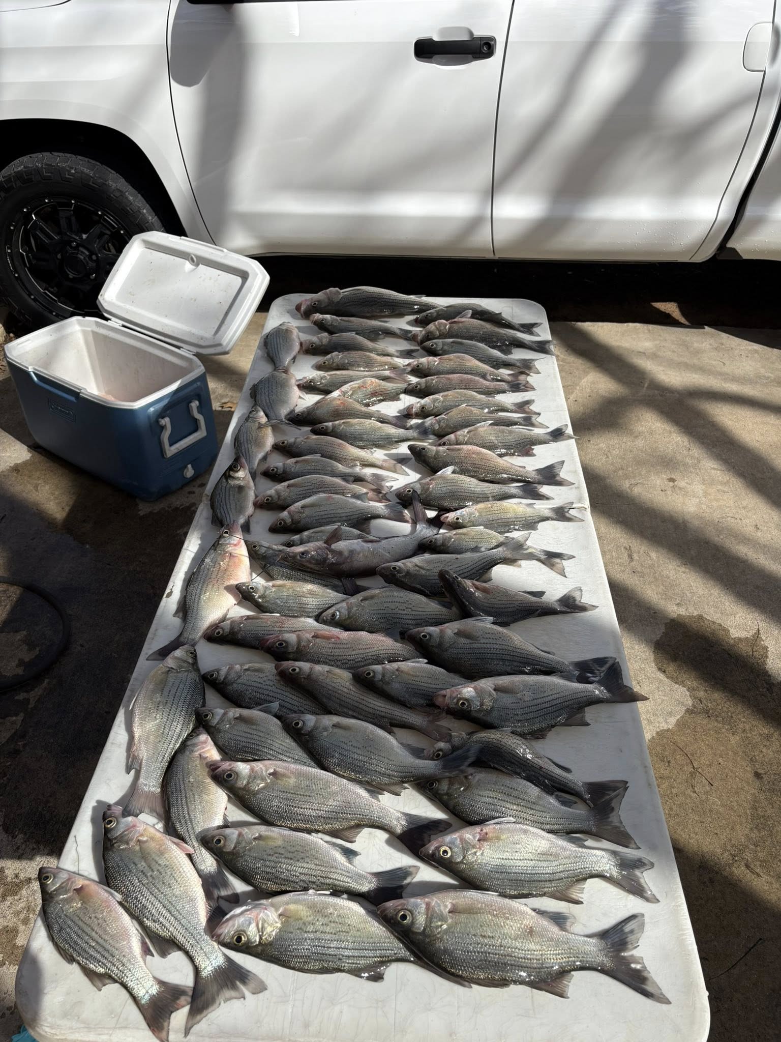 Large catch of white bass laid out on white tarp next to pickup truck in Lewisville TX