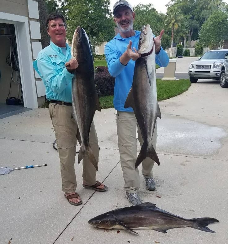 Three Cobia fish caught in Florida