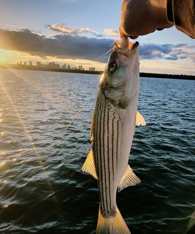 Striped bass caught in MA