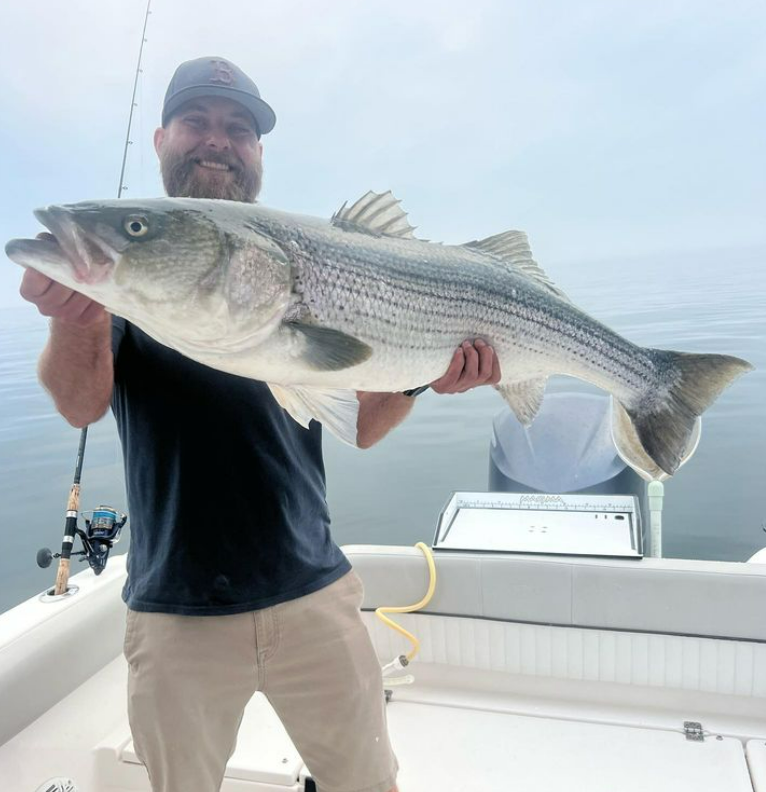 Striped bass caught in Winthrop, Massachusetts