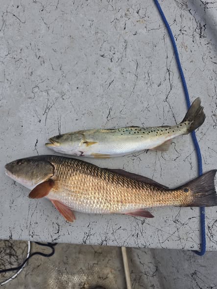 Two fresh caught fish - speckled trout and redfish - lying on boat deck in Spring Hill FL