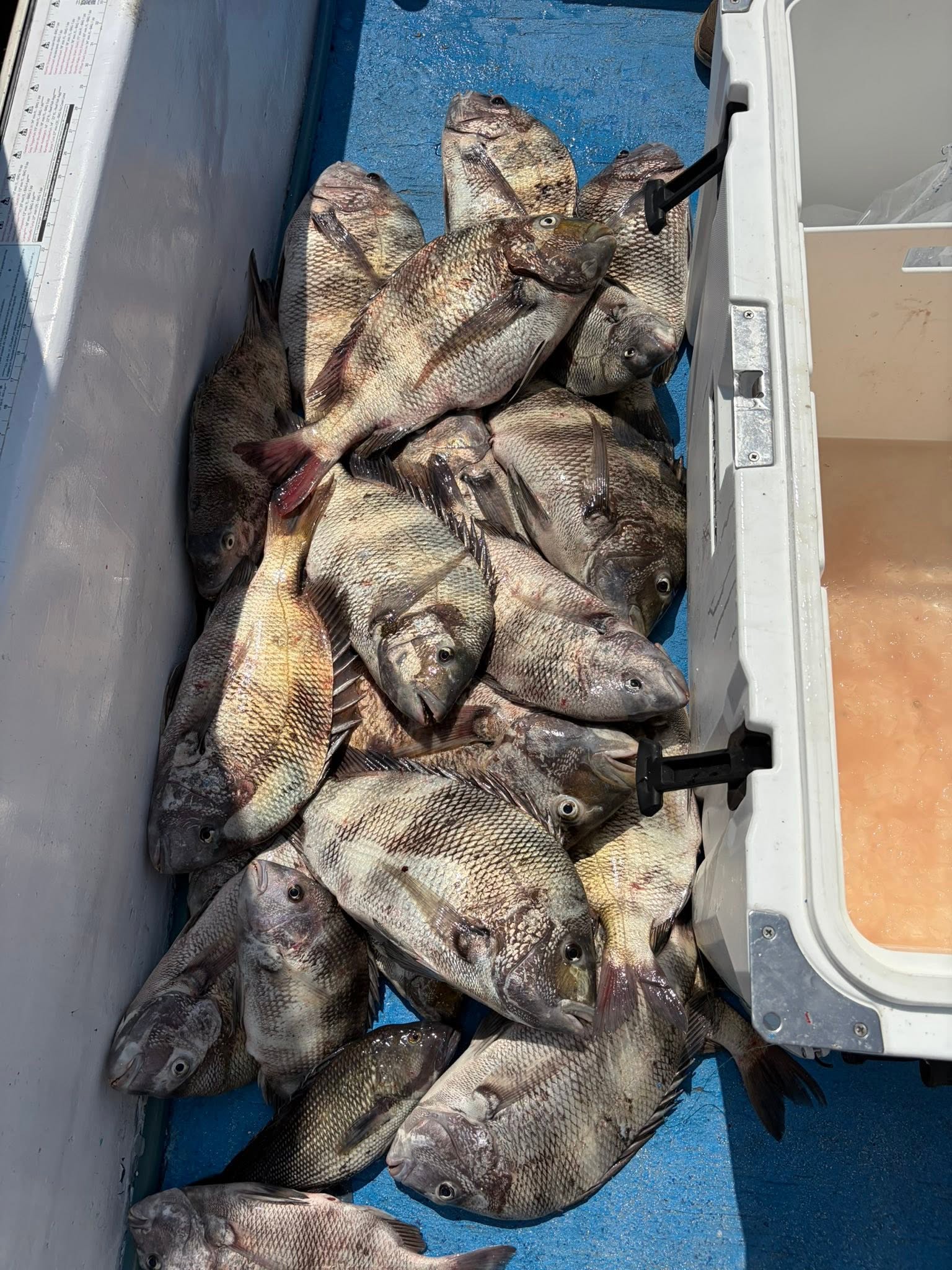 Fresh caught sheepshead and black drum fish in boat cooler from Gulf Shores Alabama fishing trip