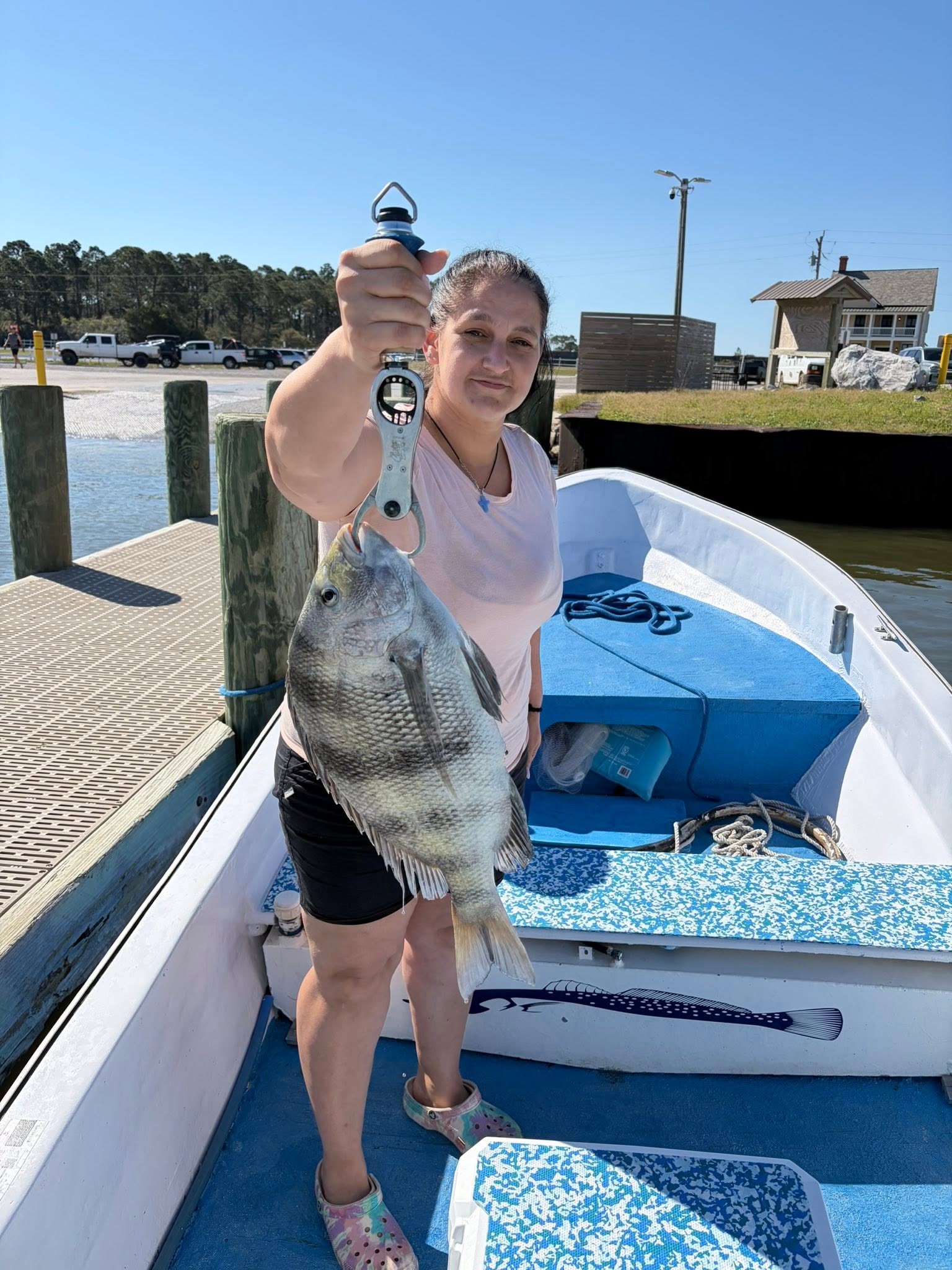 Sheepshead fish caught while fishing in Gulf Shores Alabama displayed on boat