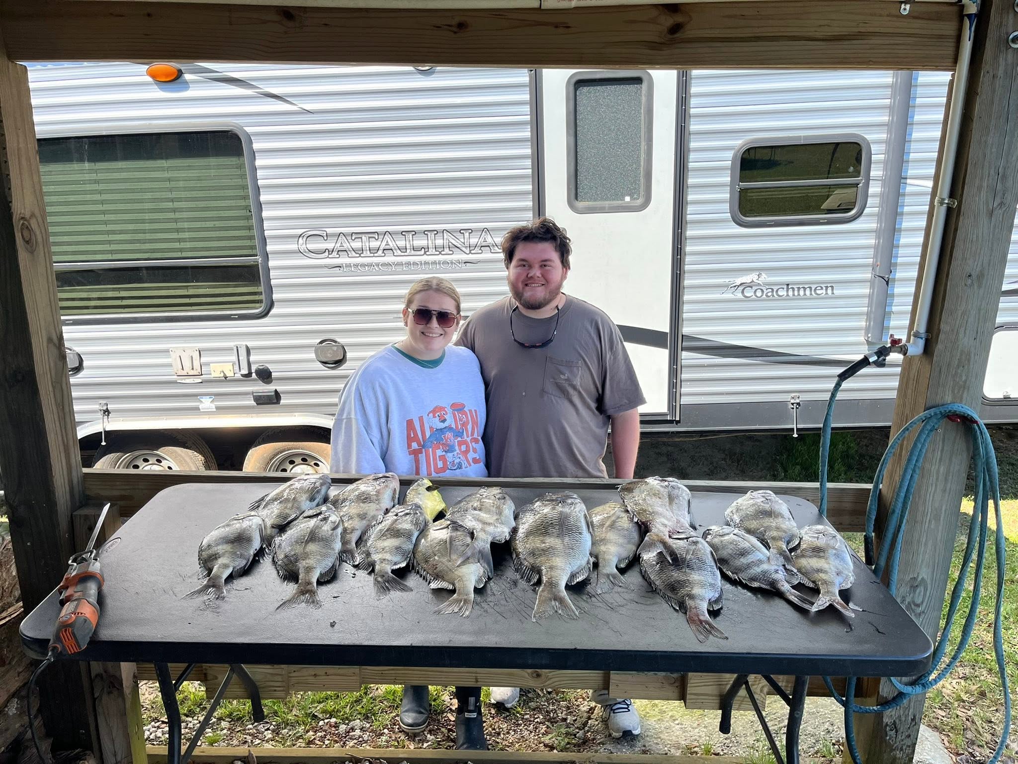 Successful sheepshead fishing trip in Gulf Shores AL with multiple fish displayed on cleaning table at RV campsite