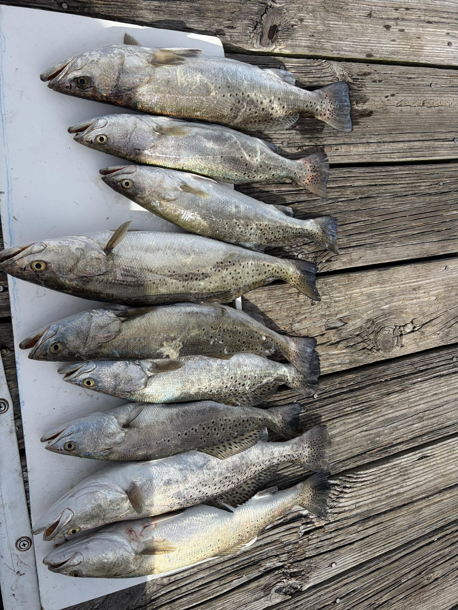Fresh caught speckled trout displayed on boat deck in Gulf Shores AL