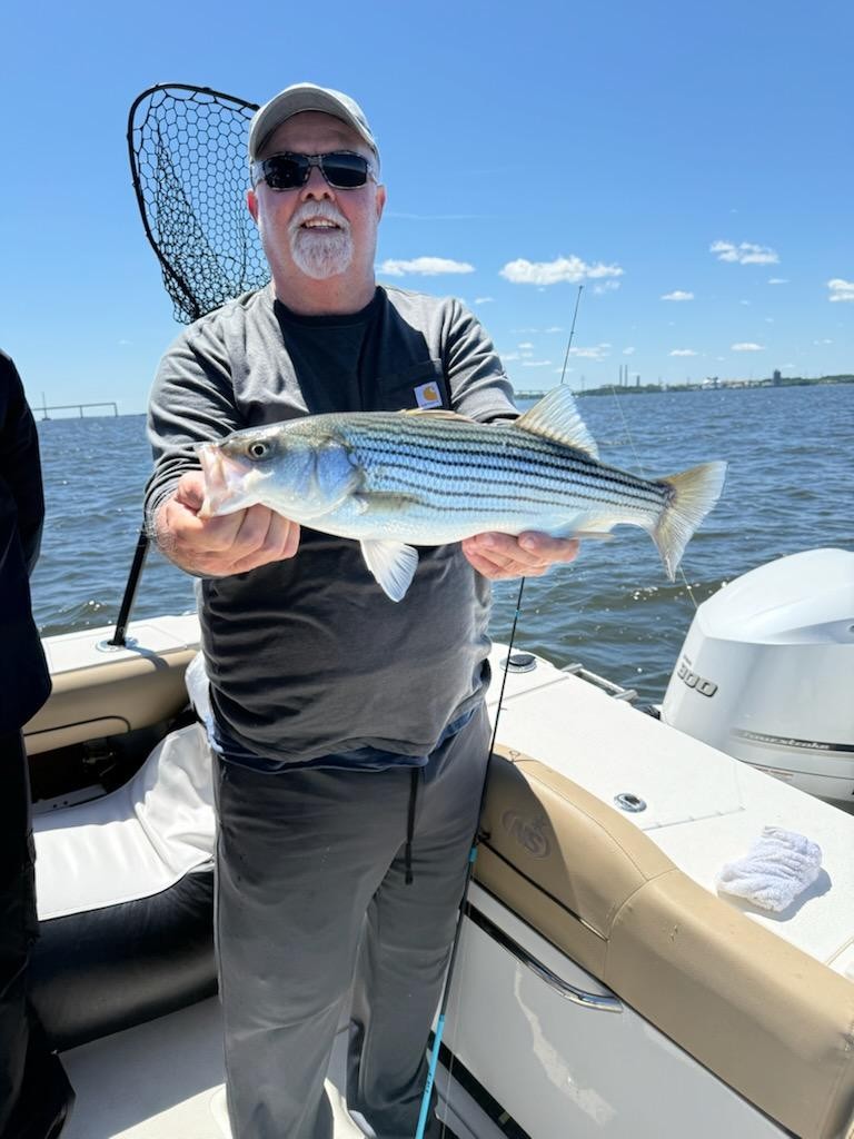 Striped bass catch on fishing boat in Pasadena MD waters