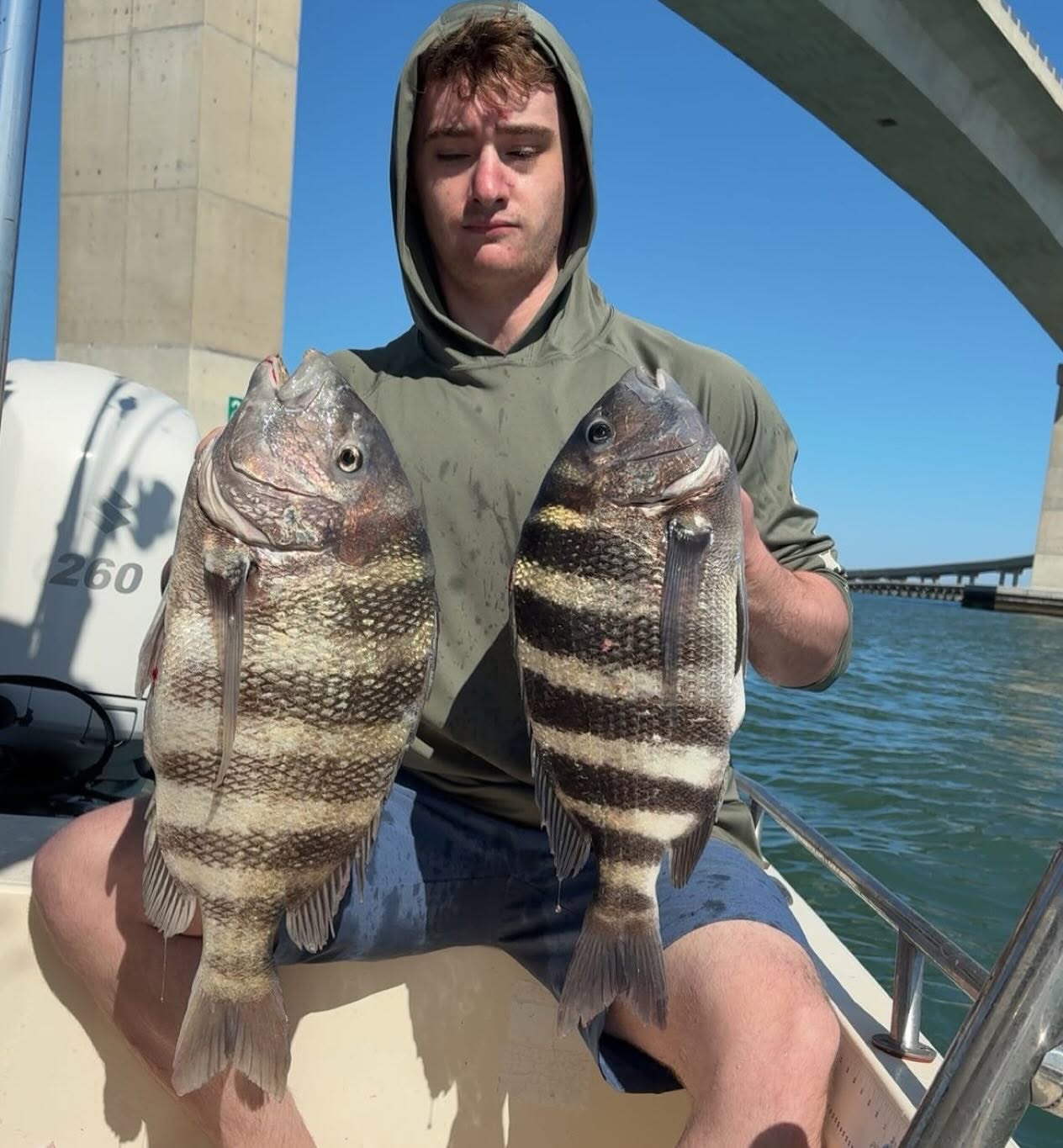 Two freshly caught sheepshead fish displayed on fishing boat in Wanchese NC waters