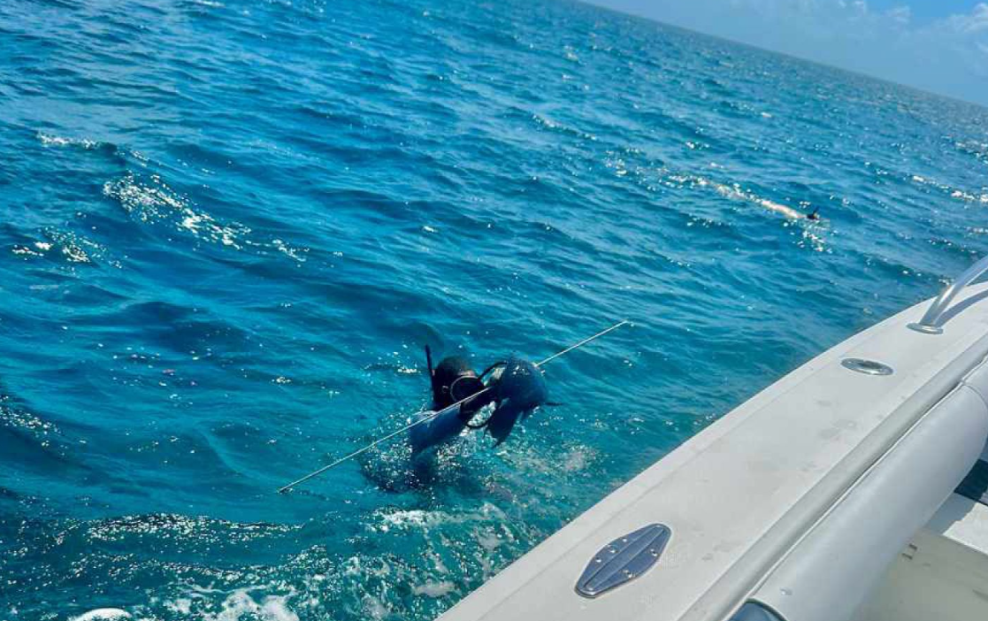 One fish caught in Nassau