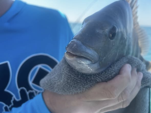 Large fish being held during fishing tour in Midway GA