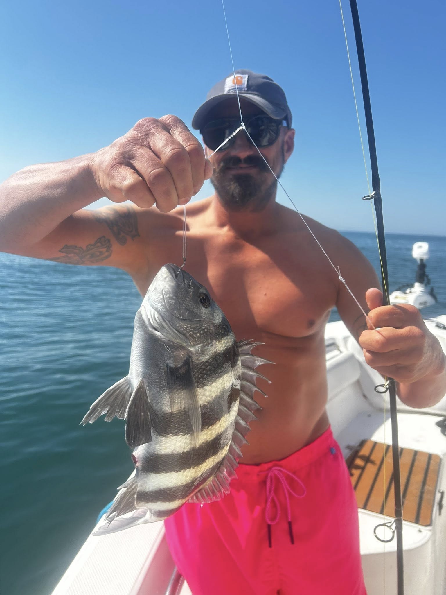 Freshly caught sheepshead fish being held on fishing boat in Midway GA waters