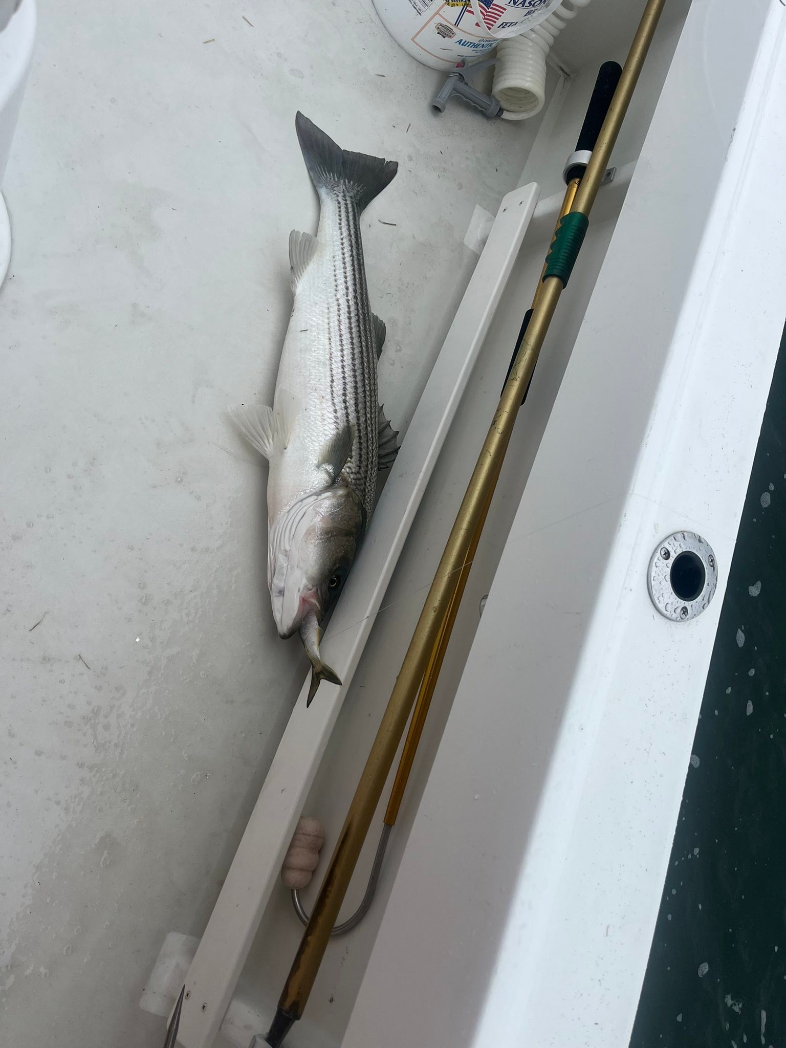 Fresh caught striped bass on boat deck with fishing rod in Mastic Beach NY