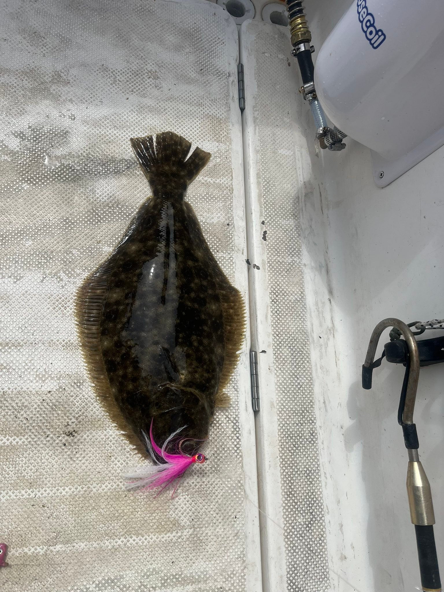 Summer flounder caught fishing in Mastic Beach NY lying on boat deck with pink lure