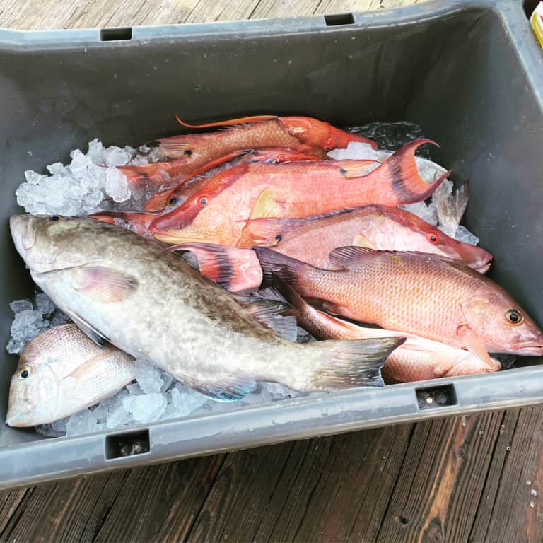 3 grey snapper fish caught in FL