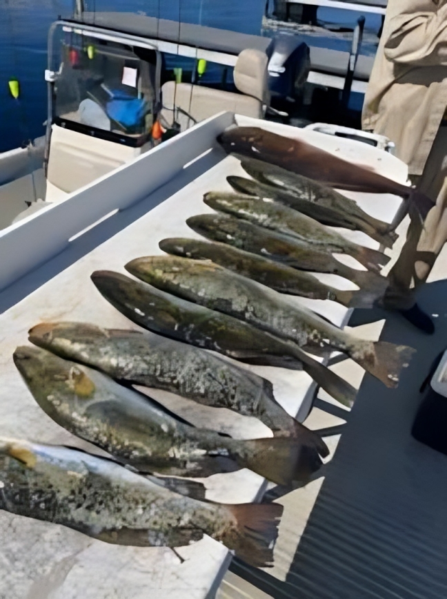 Fresh caught fish lined up on boat deck in Steinhatchee FL fishing trip