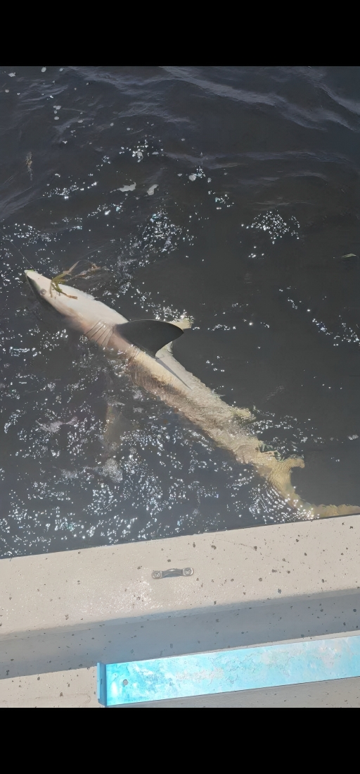 Large shark swimming in dark water near dock in Steinhatchee FL