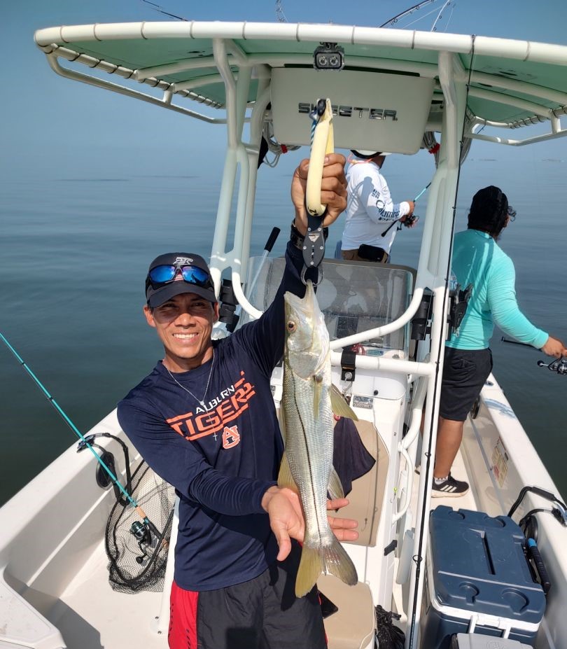 A fisherman holds a large snook catch in Crystal River