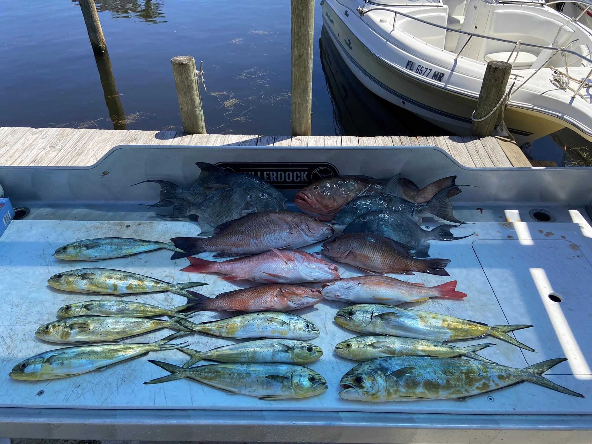 12 Grey Snapper fish caught while fishing in FL