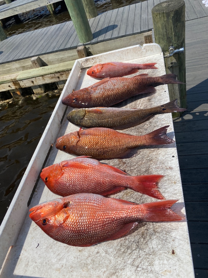 Five two-spot red snapper fish caught at Santa Rosa Beach